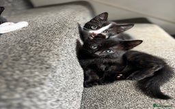 Domestic Shorthair cats for sale: Kittens for adoption  - Image 3