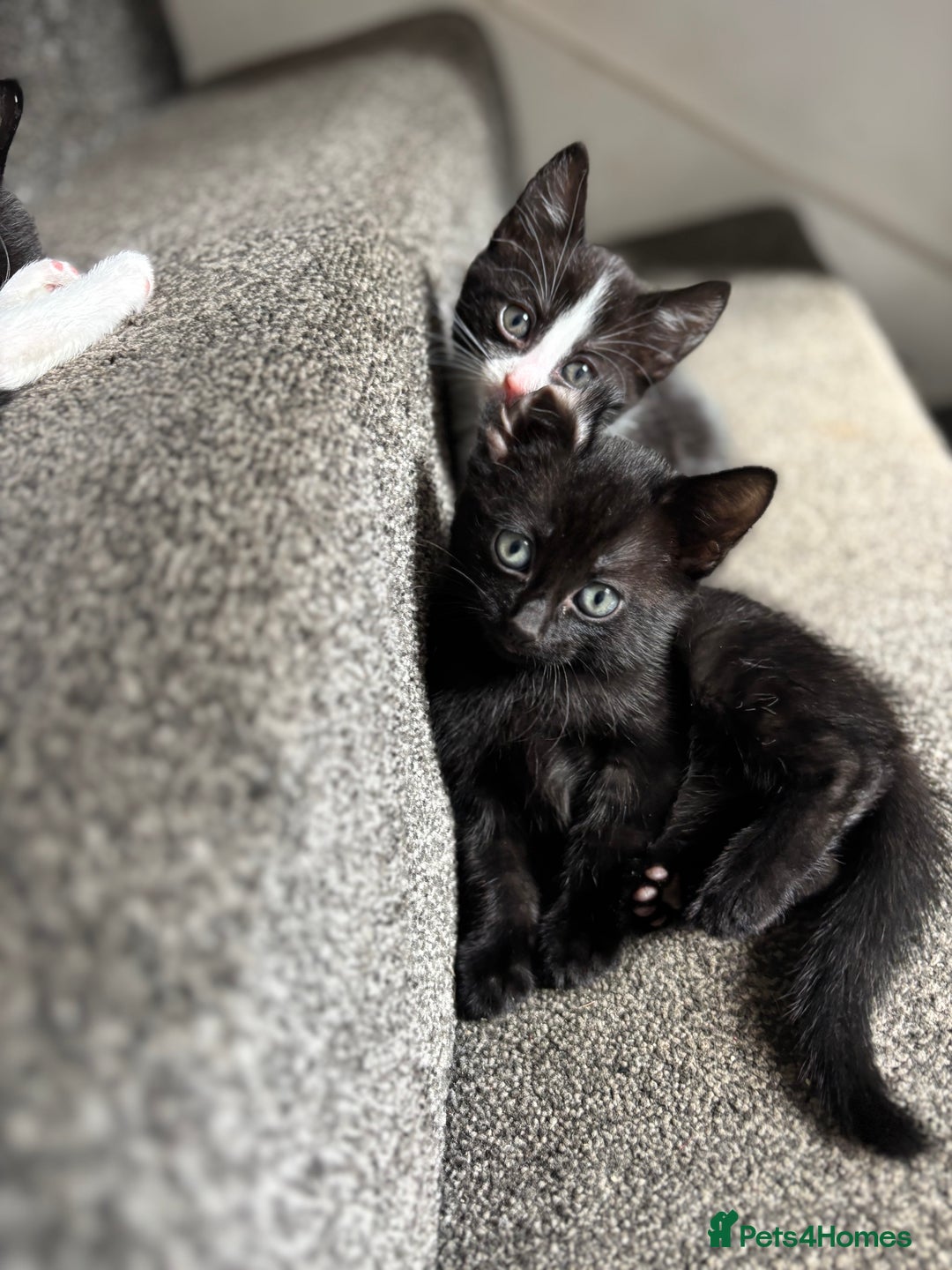 Domestic Shorthair cats for sale: Kittens for adoption  - Image 3