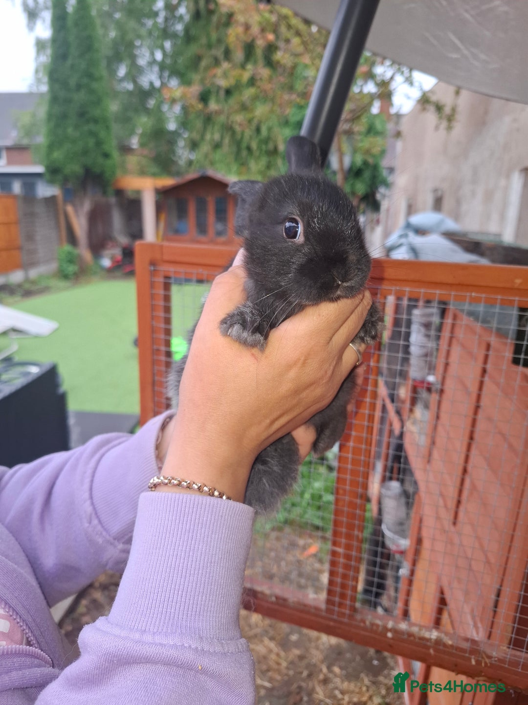 Lionhead rabbits for sale: Baby lionheads for sale - Image 7