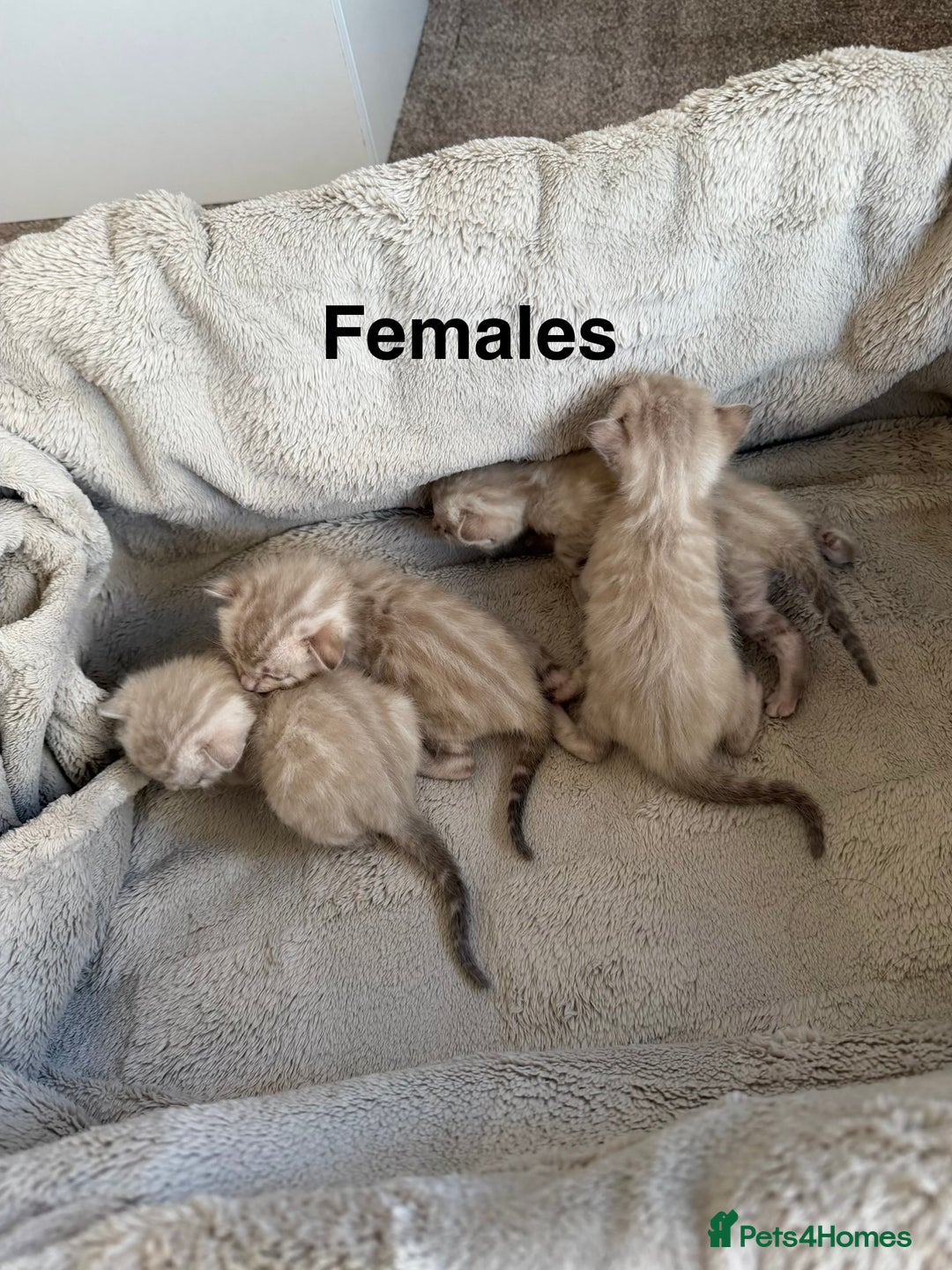 Bengal cats for sale: Milo & Mayas Pure Bengal Babies  - Advert 2