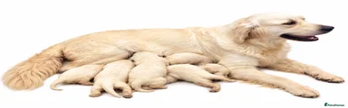 Golden Retriever 8