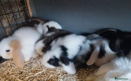 Mini Lop rabbits for sale: Mini lop rabbits  - Image 14