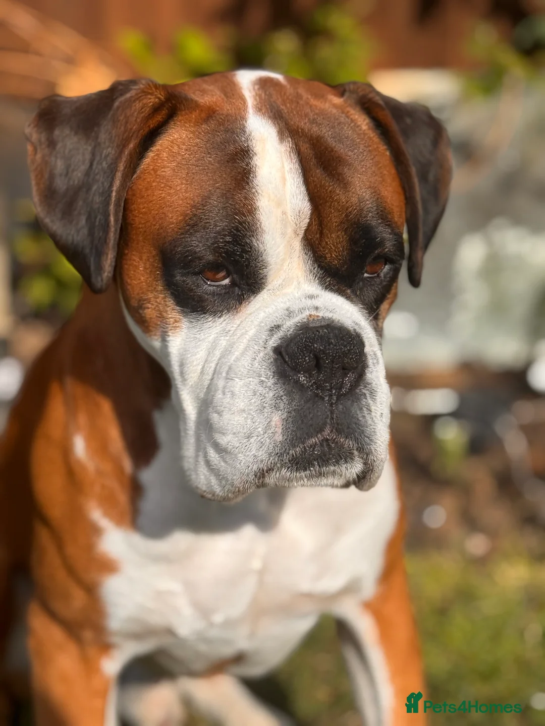 Boxer dogs for sale: Boxer puppies - Advert 3