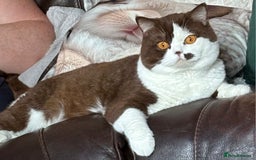 British Shorthair cats for stud: Stud only is our chocolate bi colour british  - Image 1