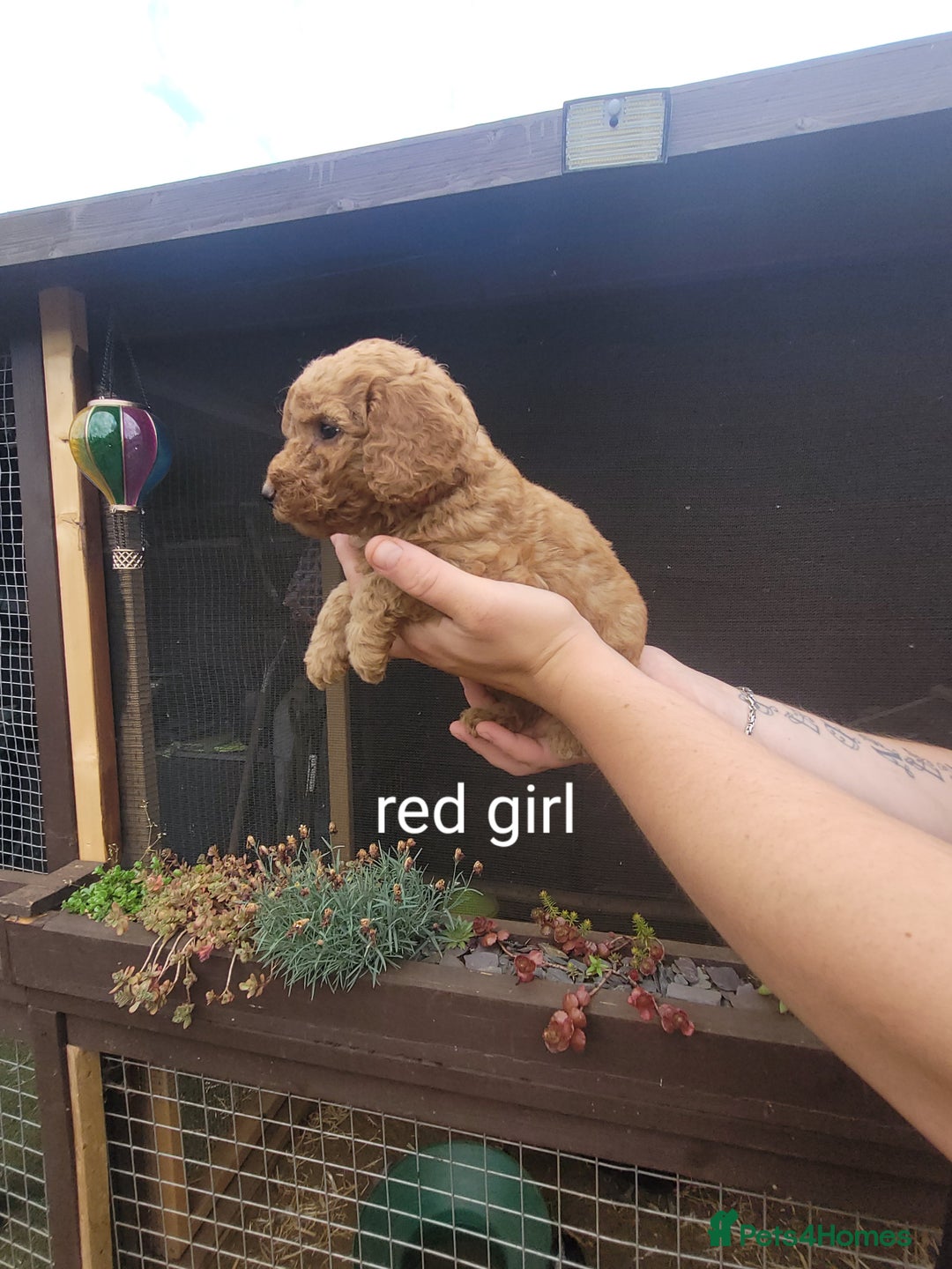 Labradoodle dogs for sale:  Apricot Doodle labradoodles - Image 30