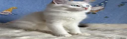 Ragdoll cats for sale: Beautiful Tica Registered Kittens Ragdoll - Advert 16