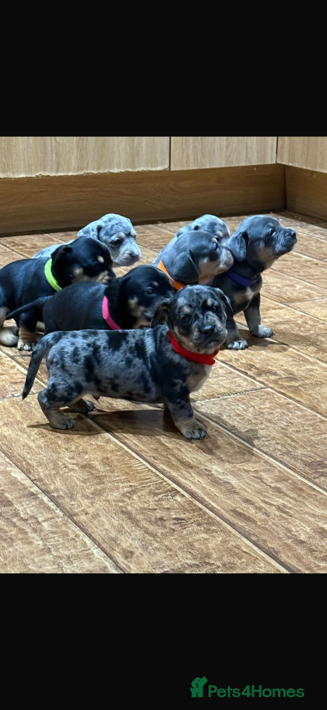 Mixed Breed dogs for sale: 🐾 Beautiful French Bull Weiners 🐾  - Advert 17