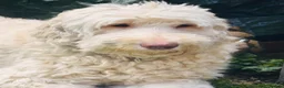 Labradoodle dogs for sale: Labradoodles 11th plus generation  - Advert 4
