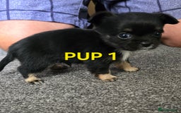 Chihuahua dogs for sale: Beautiful small.long haired chihuahua boys - Image 5