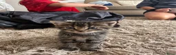 Mixed Breed cats for sale: 3 kittens available now  in Bedlington - Advert 10