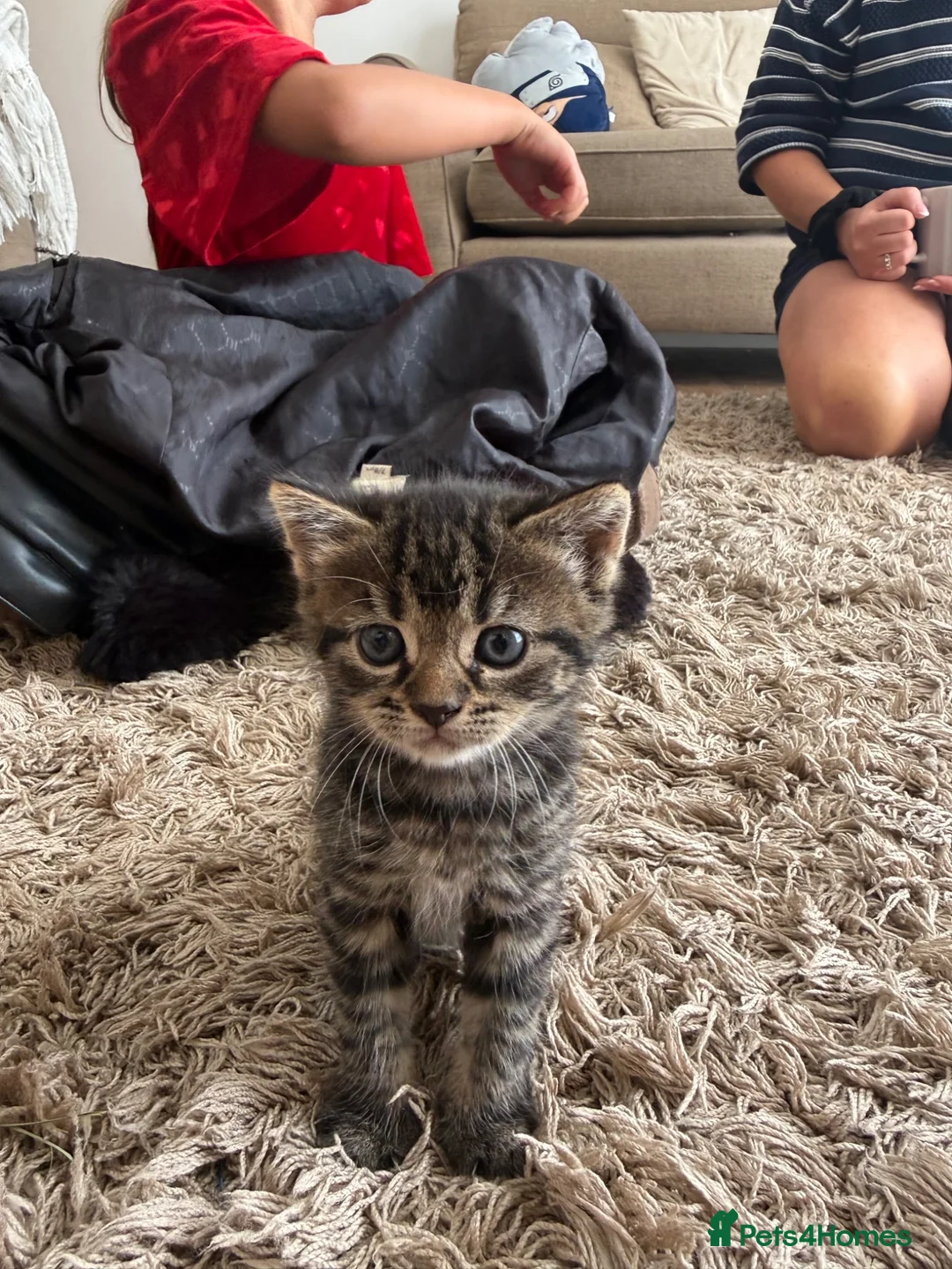 Mixed Breed cats for sale: 3 kittens available now  in Bedlington - Advert 10