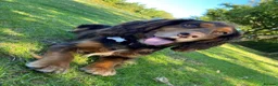 Cocker Spaniel dogs for sale: Working Cocker Spaniel  - Advert 4