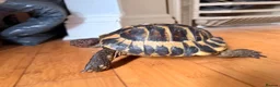 Tortoise reptiles for sale: male friendly tortoise - Advert 10