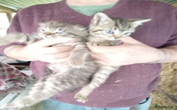 Mixed Breed cats for sale: RRAGDOLL/BENGAL X MOGGY KITTENSSS - Image 4