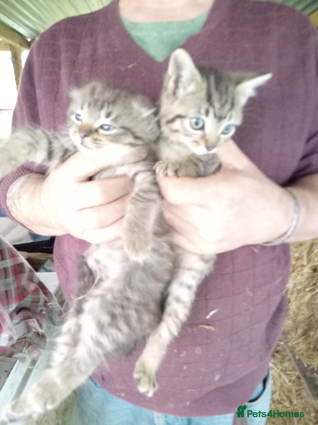 Mixed Breed cats for sale: RRAGDOLL/BENGAL X MOGGY KITTENSSS - Image 4