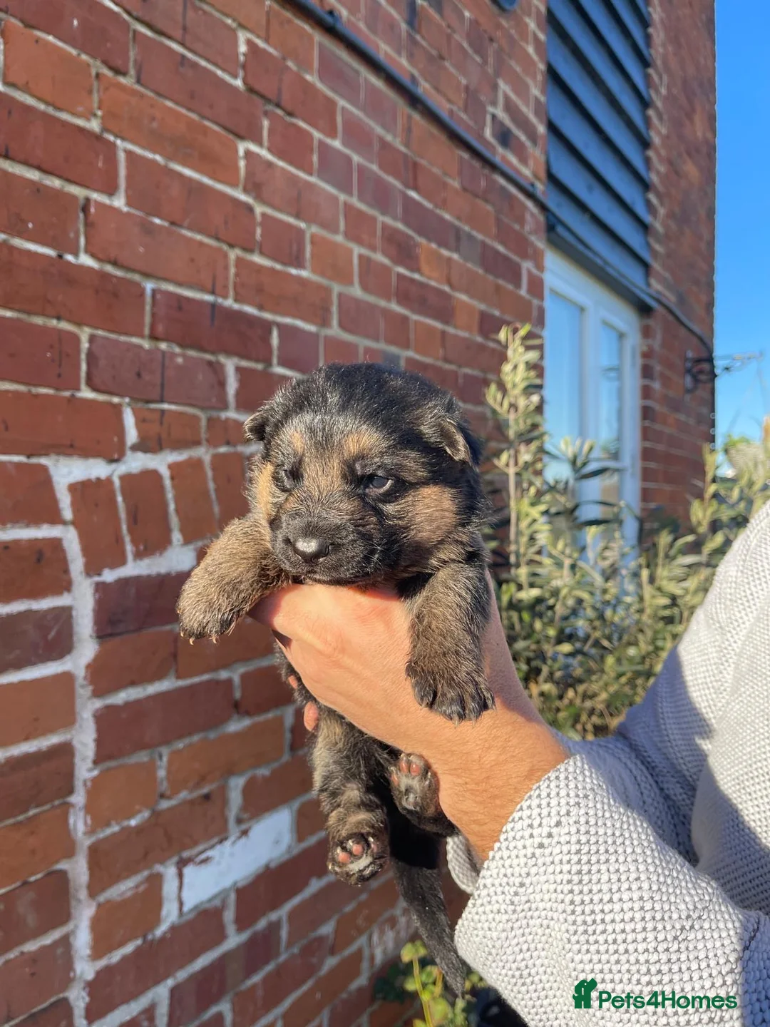 German Shepherd dogs for sale: Last Male GSD Puppy – Enzo vom Ezenthal - Advert 8