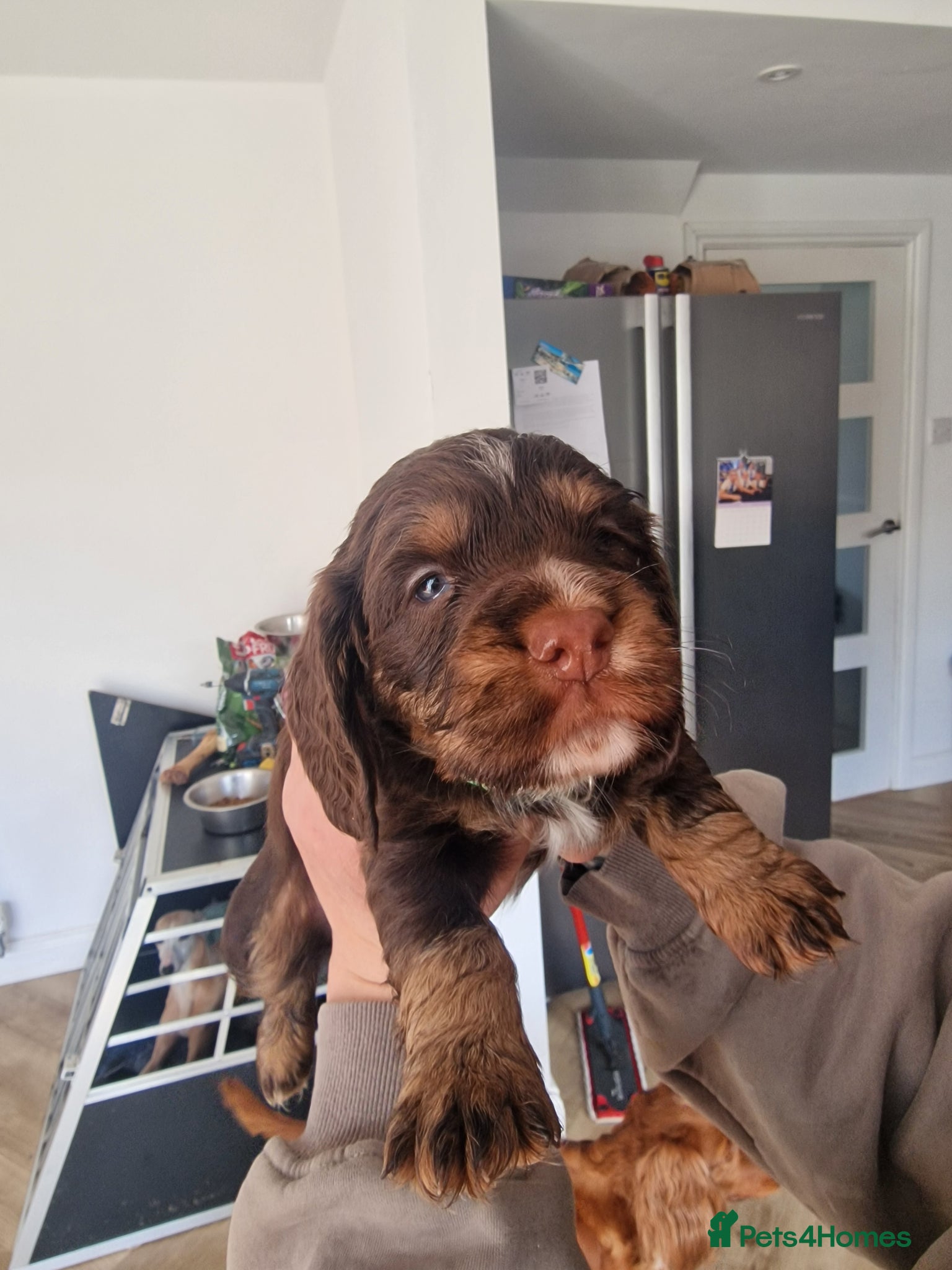 Cocker Spaniel dogs 2 choc and tan working cocker spaniels left - Advert 1