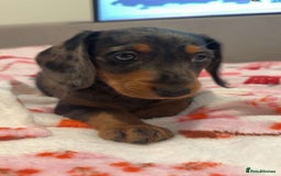 Doxiepoo dogs for sale: Stunning doxiepoos ready November 3rd - Image 6
