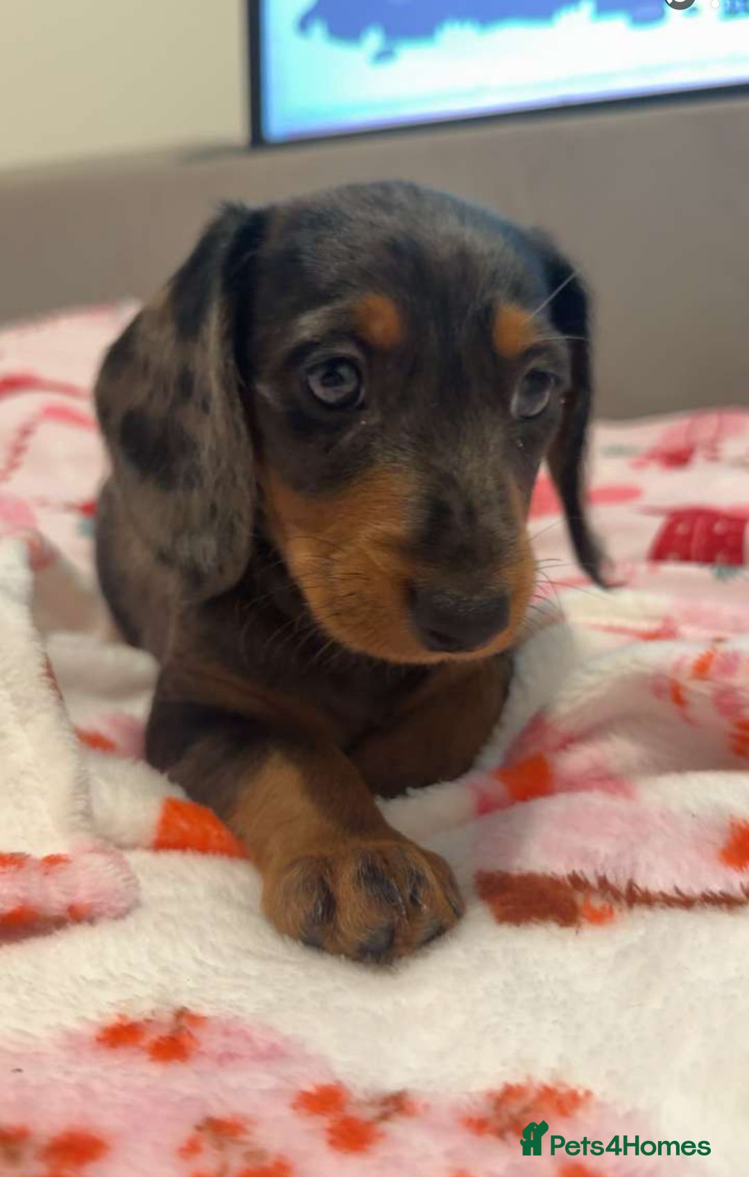 Doxiepoo dogs for sale: Stunning doxiepoos ready November 3rd - Image 6