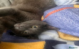 Russian Blue cats for sale: A beautiful cat looking for a new home  - Image 7