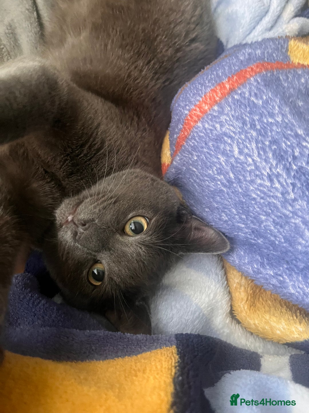 Russian Blue cats for sale: A beautiful cat looking for a new home  - Image 7