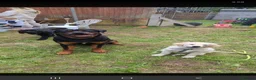 Rottweiler dogs for sale: Rottweiler  in Woodbridge - Advert 5