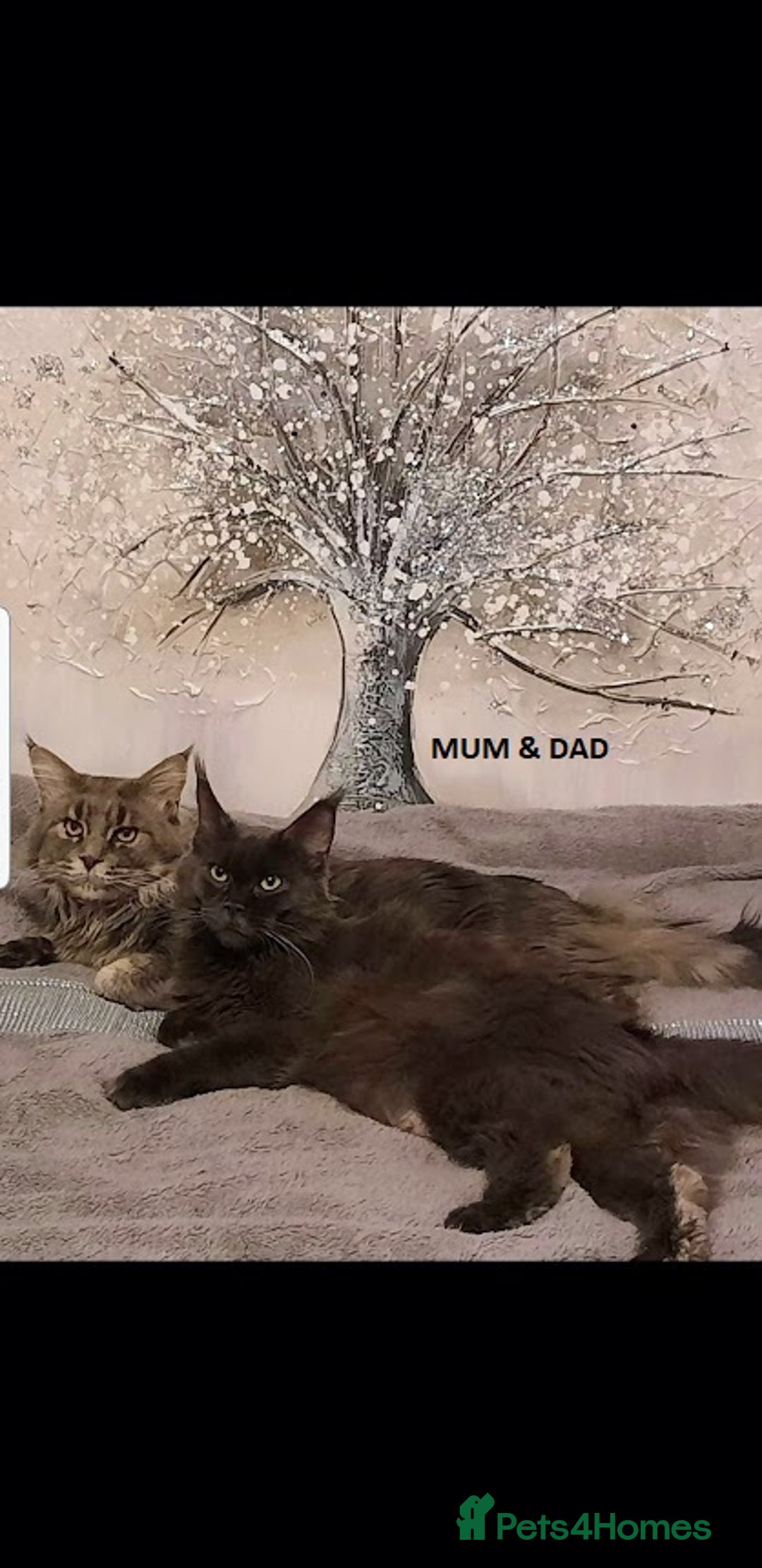 Maine Coon cats for sale: HEALTHY 5 Generation GCCF pedigree Maine coons - Image 2