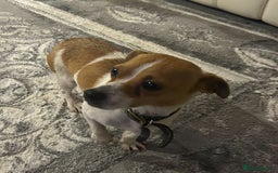 Jack Russell dogs for sale: Jack Russell pups  - Image 11