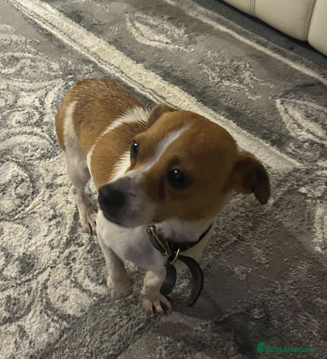 Jack Russell dogs for sale: Jack Russell pups  - Image 11