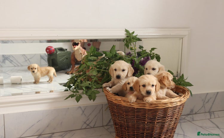 Mixed Breed dogs - Advert 1