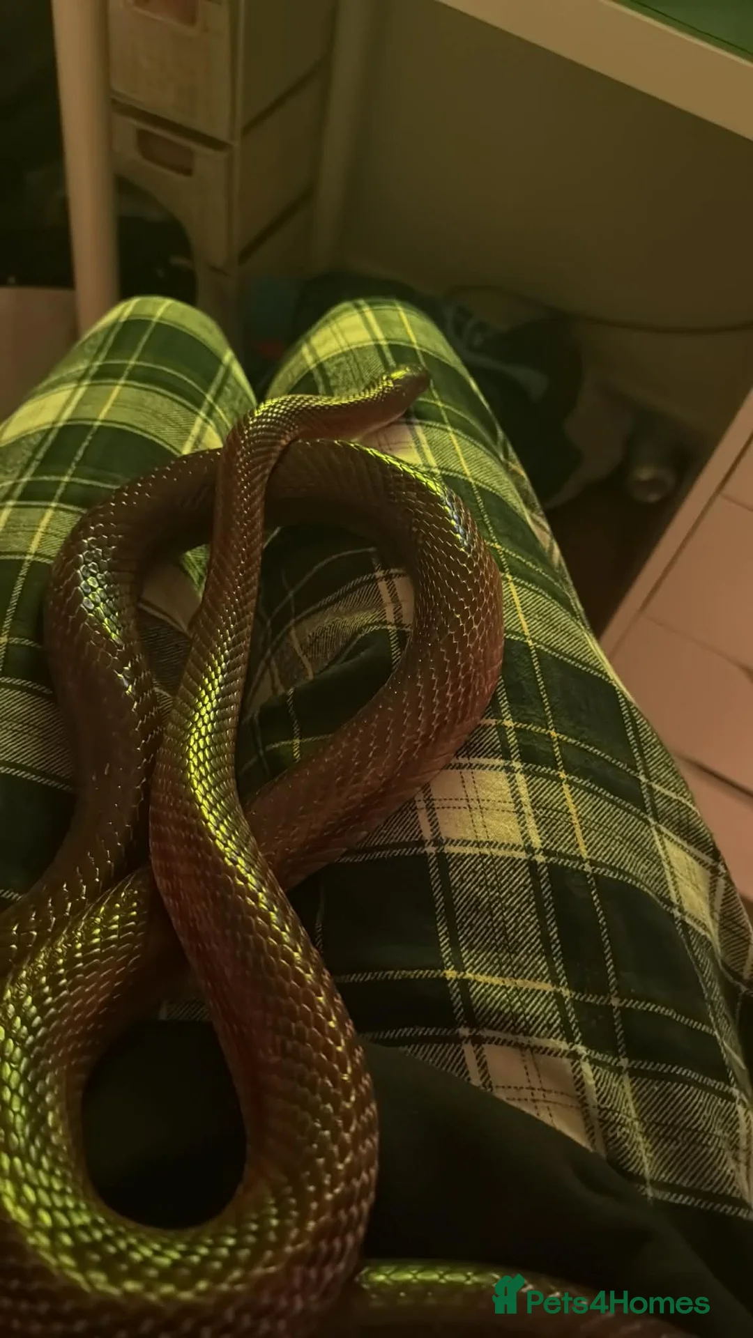 Corn Snake reptiles for sale: Cornsnake - Advert 3