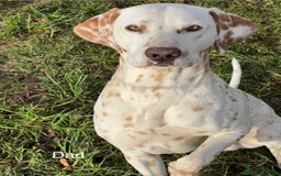 Dalmatian dogs for sale: 8 Gorgeous Dalmatian Puppies - Image 13