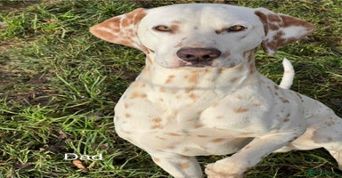 Dalmatian dogs - Advert 3