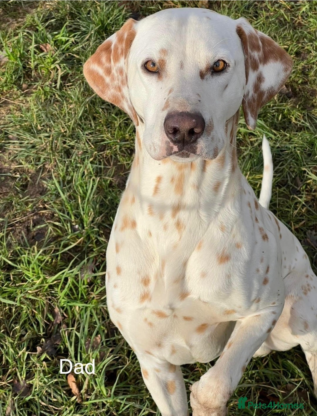 Dalmatian dogs for sale: 8 Gorgeous Dalmatian Puppies - Image 13