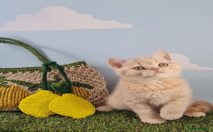 British Shorthair cats - Advert 13
