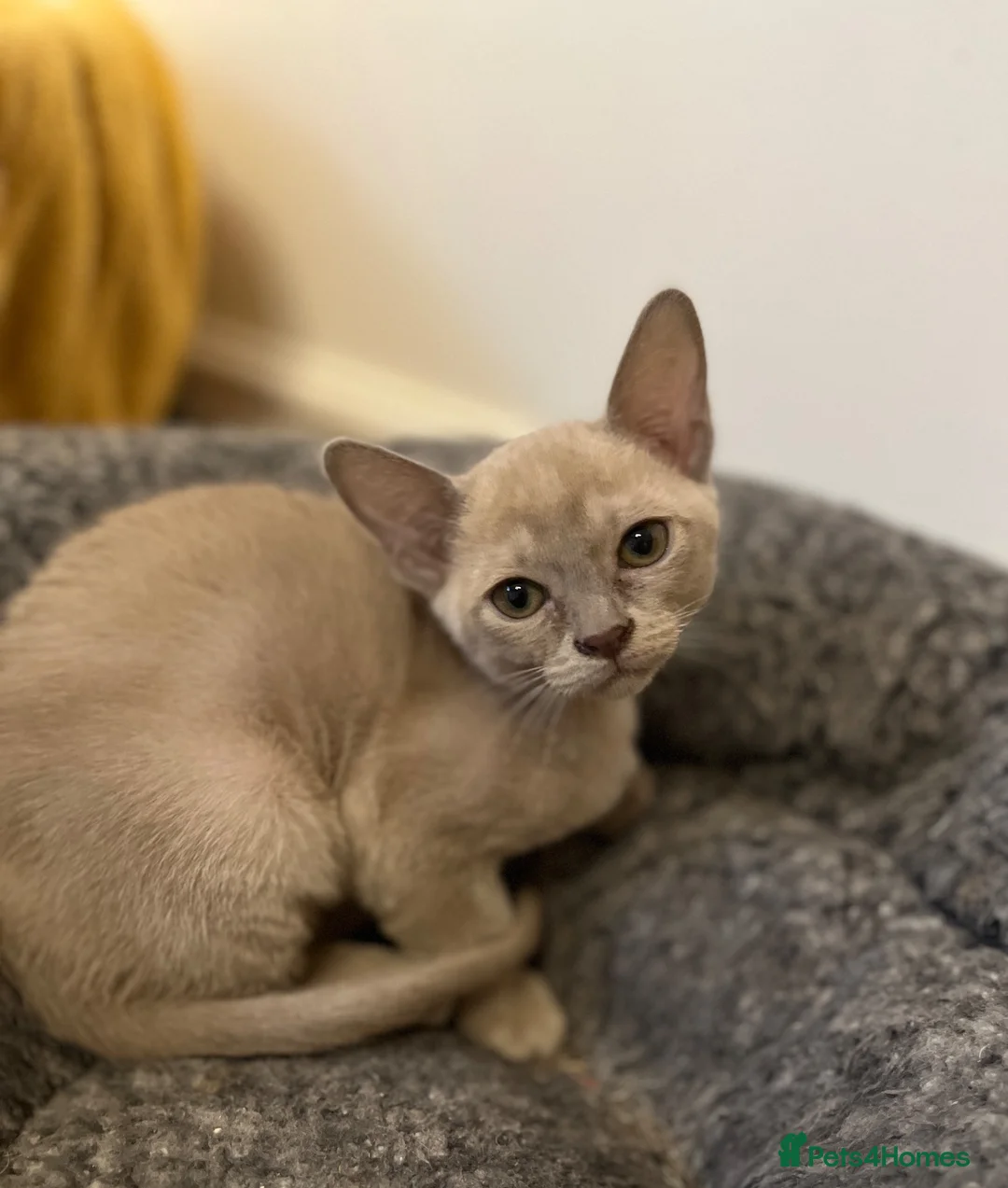 Burmese cats for sale: Litter of 6. 3 available  in Thatcham - Advert 4
