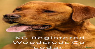 Labrador Retriever dogs - Advert 2