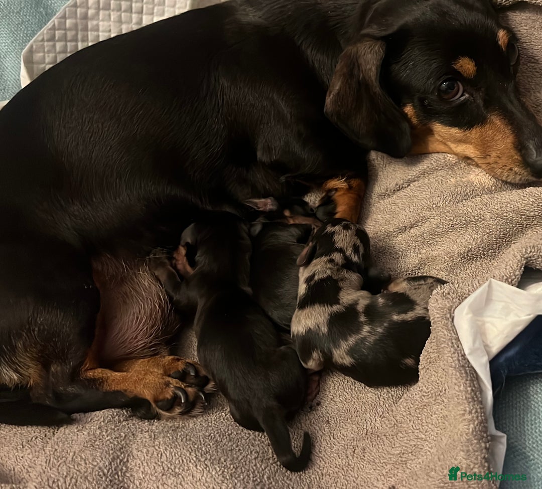 Miniature Dachshund dogs for sale: REDUCED One female stunning miniature dachshund - Advert 4