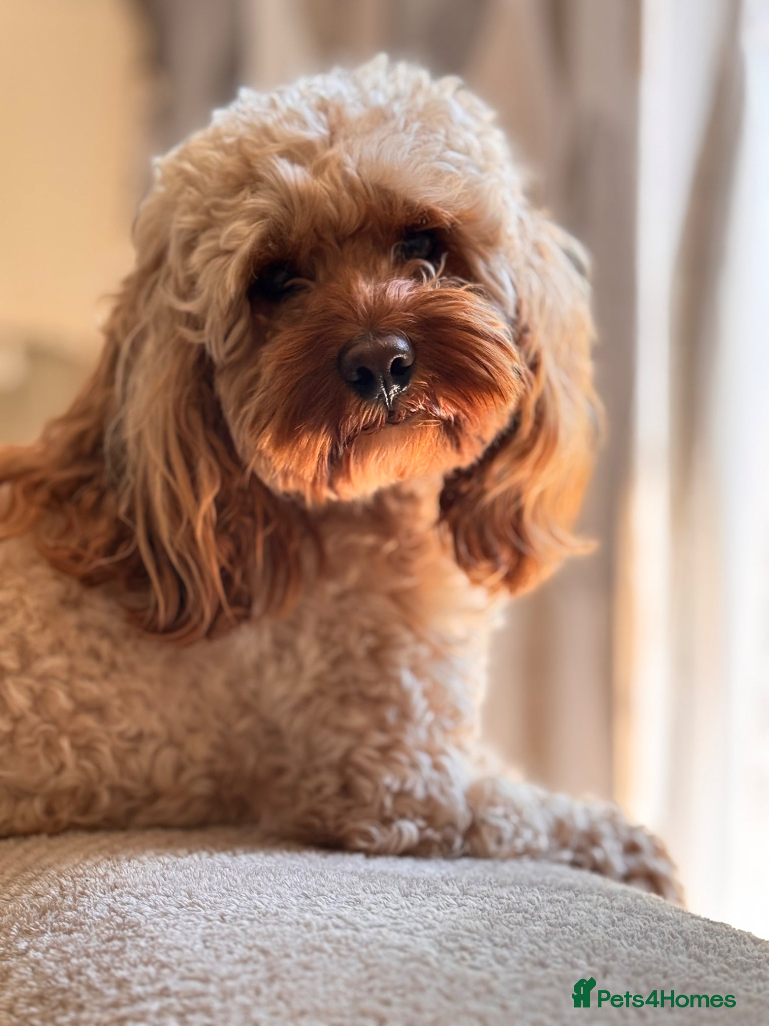 Cavapoo dogs for stud: Teddy – Available for Stud in Romford - Advert 6