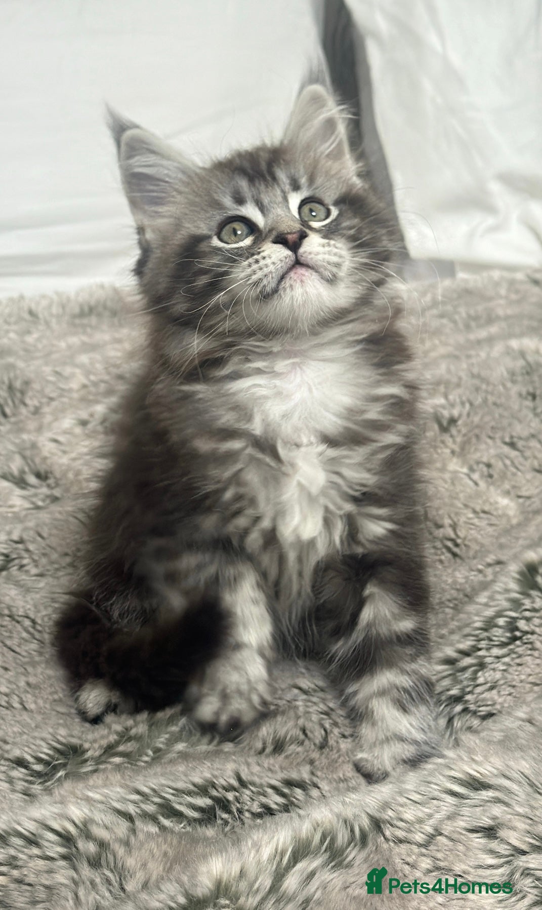 Maine Coon cats Silver Maine Coon Kitten - Advert 3
