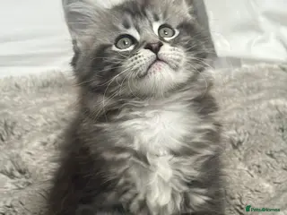 Maine Coon cats Silver Maine Coon Kitten - Advert 3
