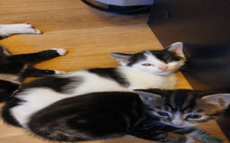 British Shorthair cats for sale: Gorgeous mixed breed kittens - Image 6