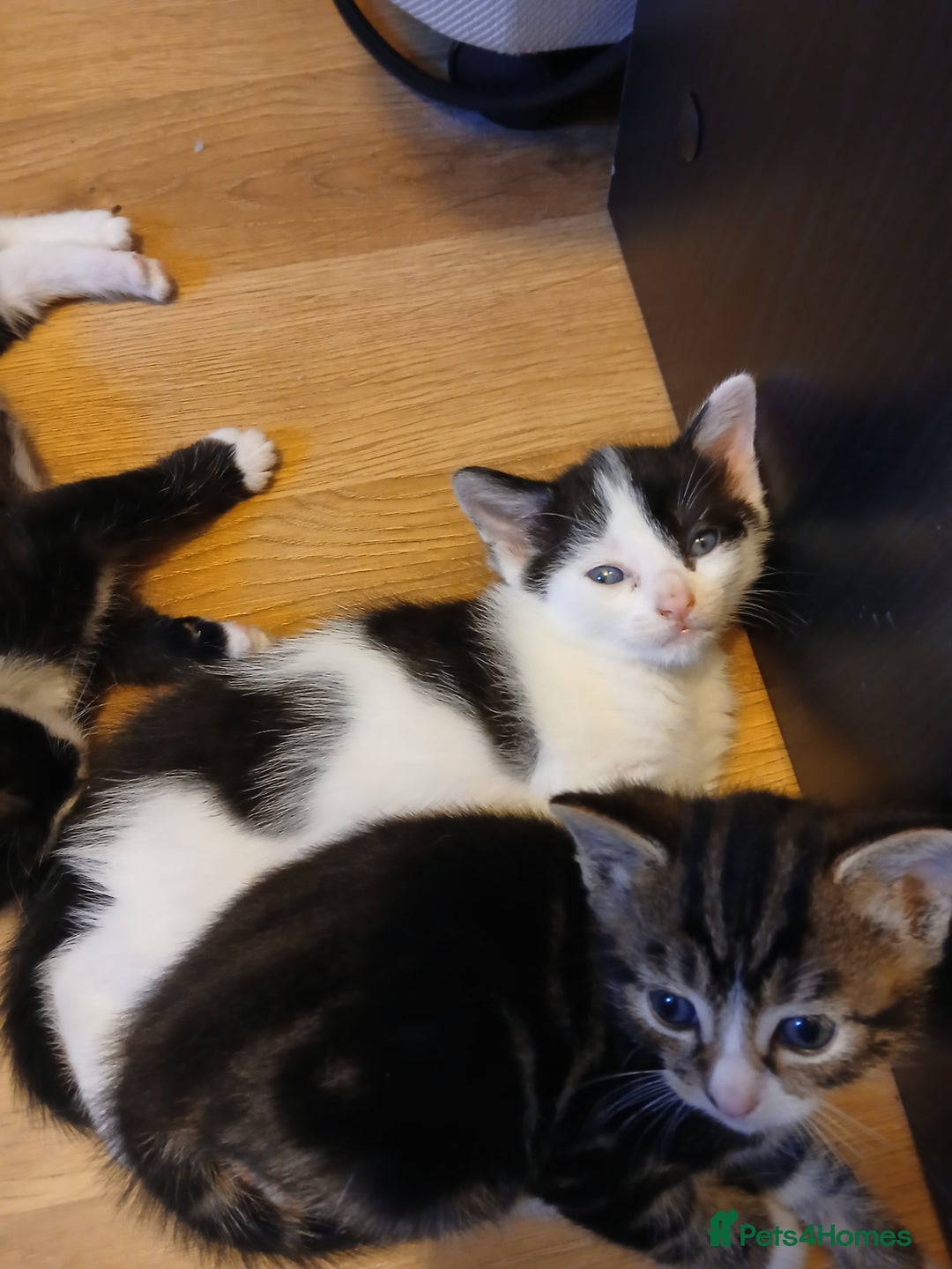 British Shorthair cats for sale: Gorgeous mixed breed kittens - Image 6