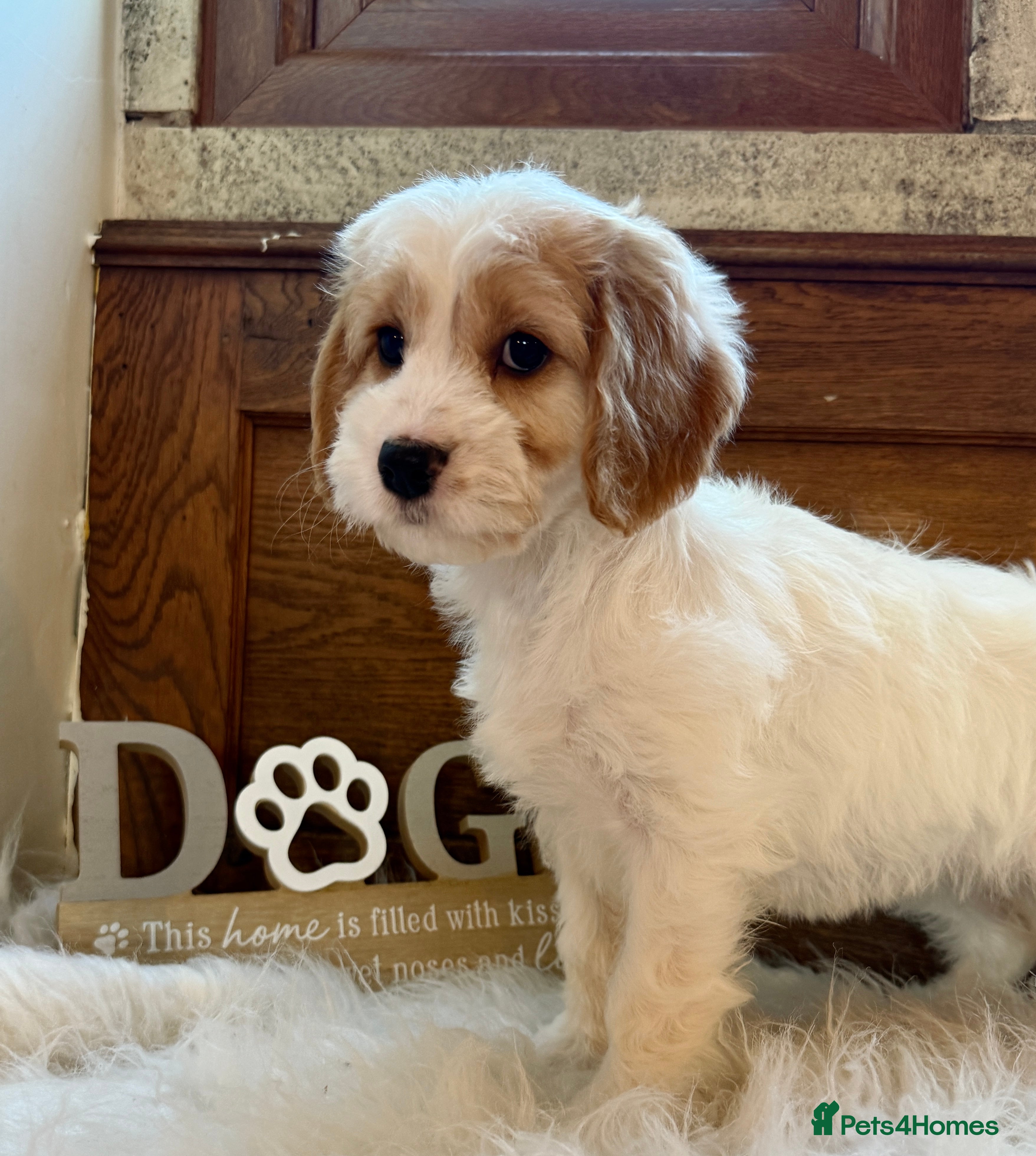 Cockapoo dogs Gorgeous Cockapoo puppies - Advert 9