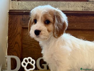 Cockapoo dogs Gorgeous Cockapoo puppies - Advert 14