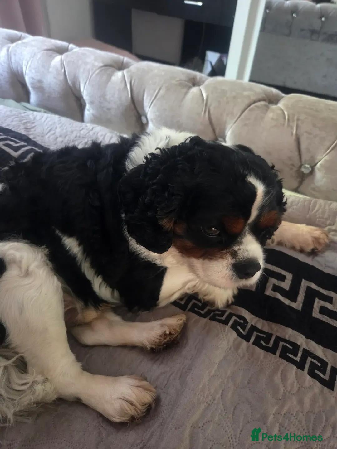 Cavalier King Charles Spaniel dogs Lovely character Sky would like to meet a girl  - Advert 1