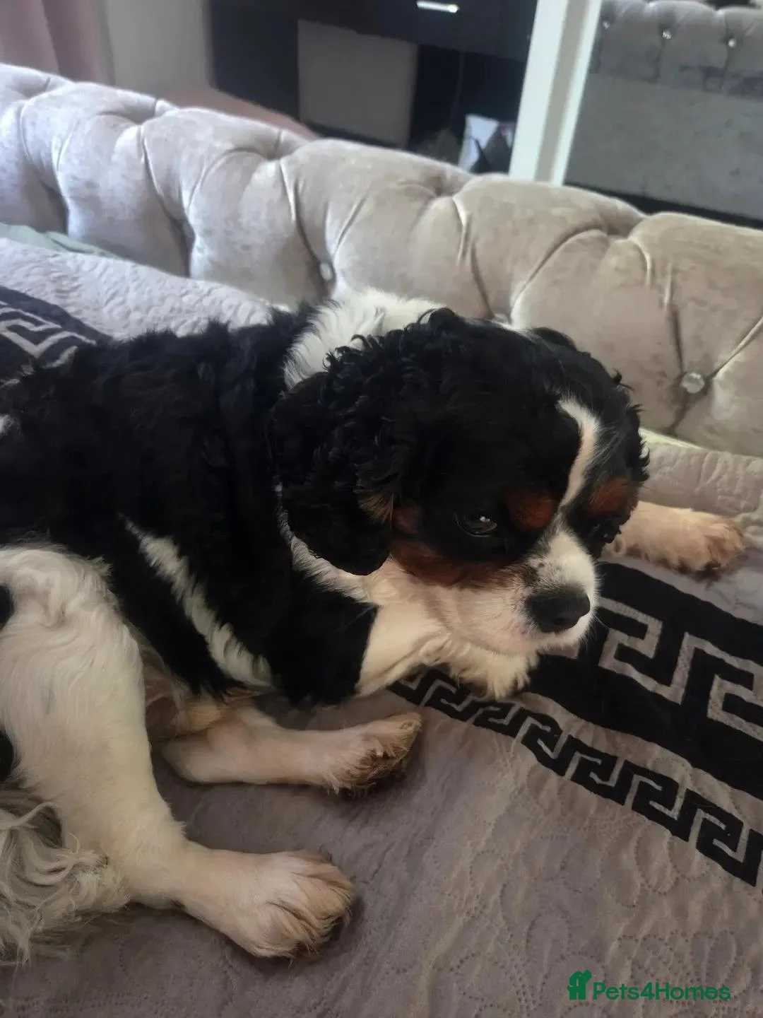 Cavalier King Charles Spaniel dogs for stud: Lovely character Sky would like to meet a girl  - Advert 1