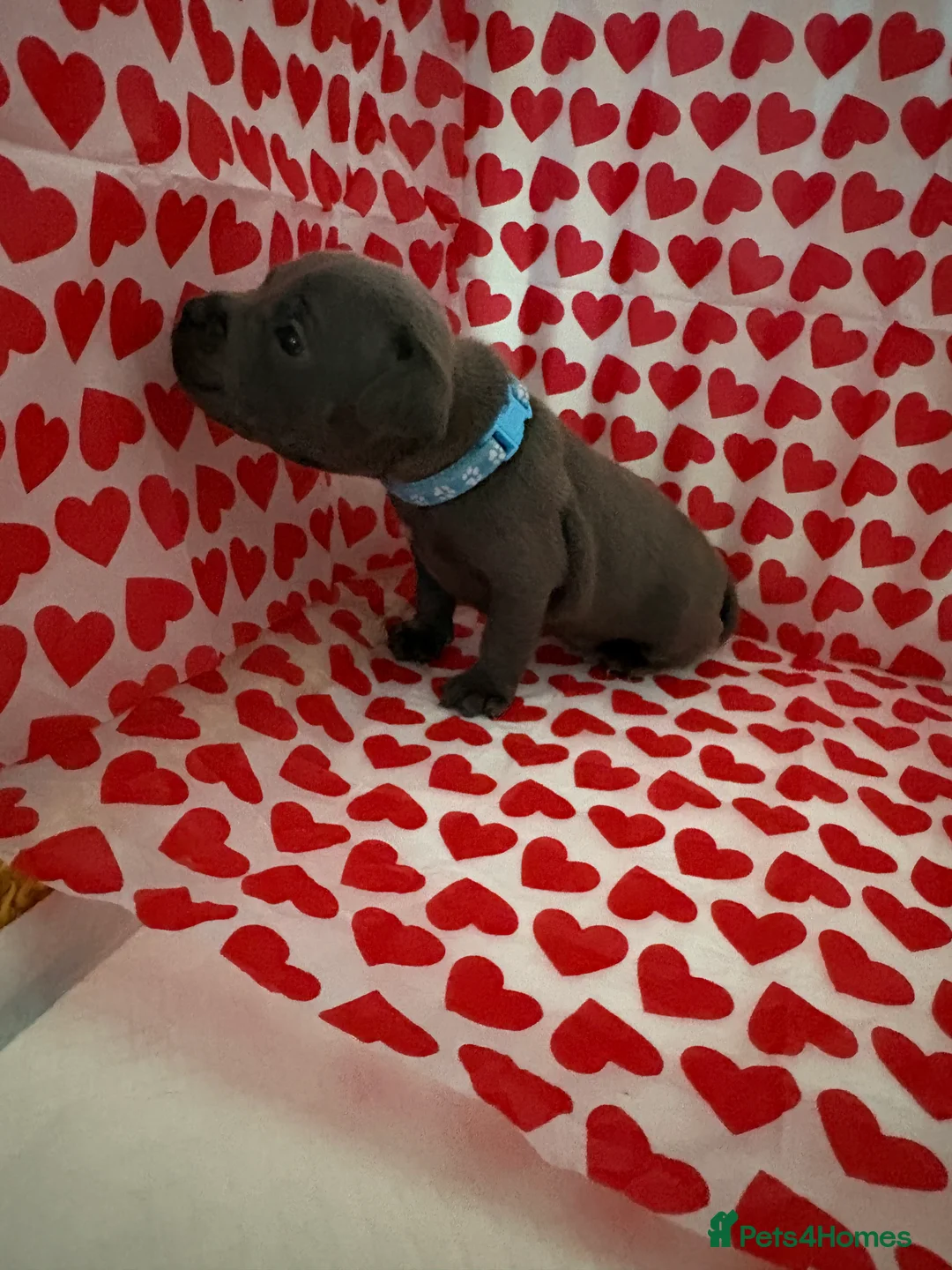 Staffordshire Bull Terrier dogs for sale: Blue staffy puppies, kent - Advert 22