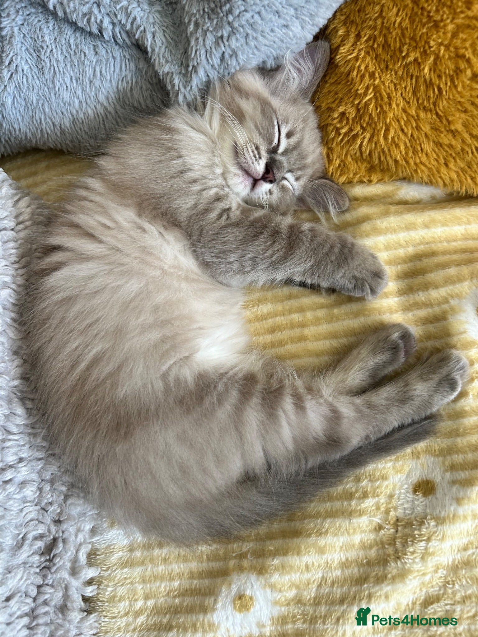 Ragdoll cats 9 WEEKS OLD STUNNING FEMALE RAGDOLL BLUE MINK LYNX - Advert 2