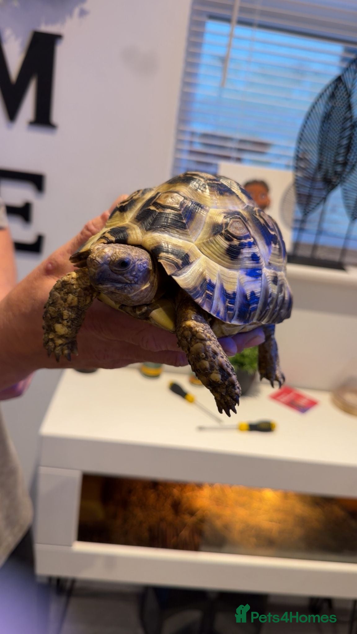 Tortoise reptiles Male and female leopard tortoises and home - Advert 1